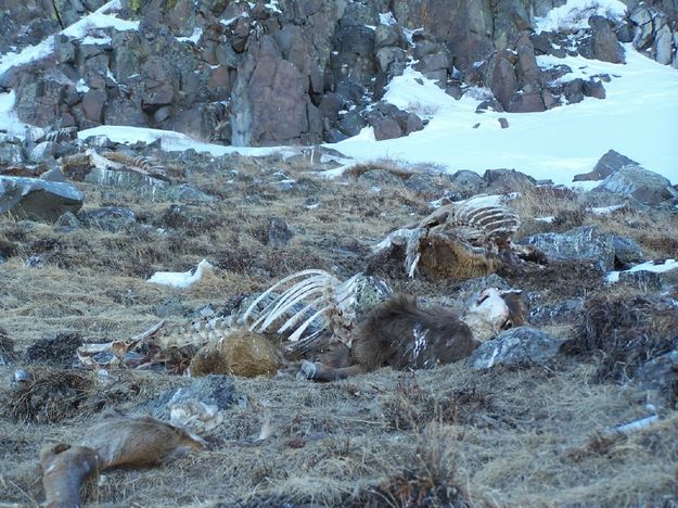 Elk photo 2. Photo by Scott & Marjorie Justice.