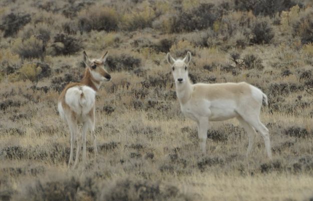 Pronghorn. Photo by Cat Urbigkit.