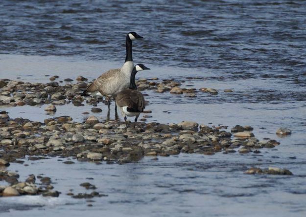 New Fork Geese. Photo by Cat Urbigkit.