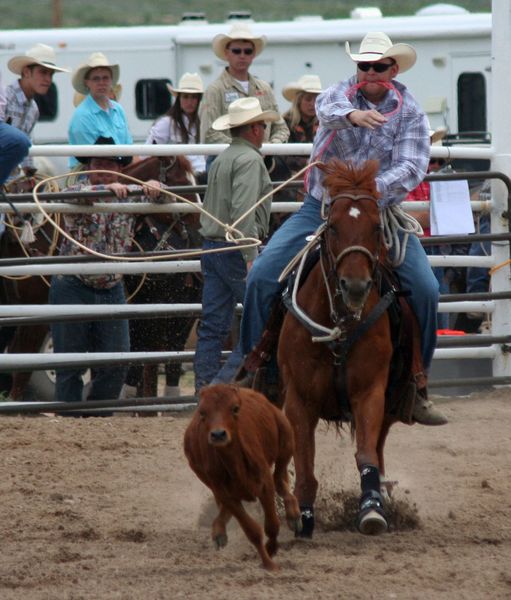 Tie Down Roping. Photo by Clint Gilchrist, Pinedale Online.