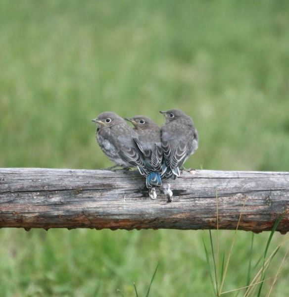 Joined at the tail. Photo by Mindi Crabb.