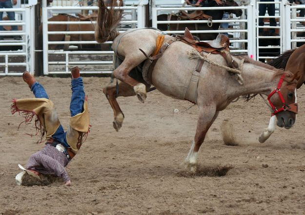 Saddle Bronc. Photo by Clint Gilchrist, Pinedale Online.