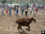 Calf Scramble. Photo by Dawn Ballou, Pinedale Online.