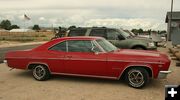 Impala. Photo by Dawn Ballou, Pinedale Online.