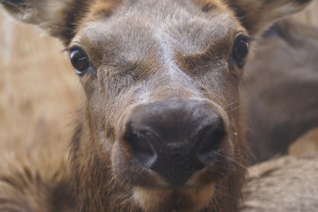 Close up cow. Photo by Cat Urbigkit, Pinedale Online.