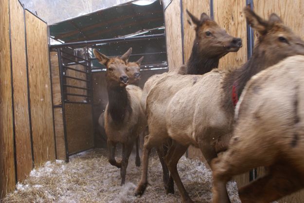 To round pen. Photo by Cat Urbigkit, Pinedale Online.