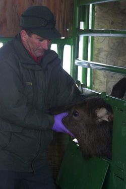 The Final Test?. Photo by Kaitlyn McAvoy, Pinedale Roundup.