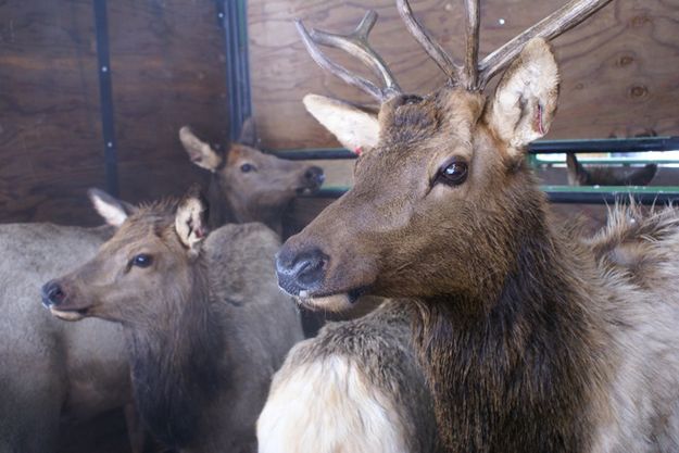 Waiting. Photo by Cat Urbigkit, Pinedale Online.