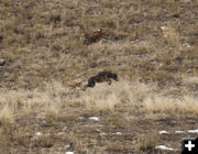 Busy Coyote. Photo by Dave Bell.