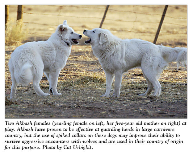 Akbash dogs. Photo by Cat Urbigkit.