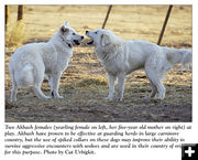 Akbash dogs. Photo by Cat Urbigkit.