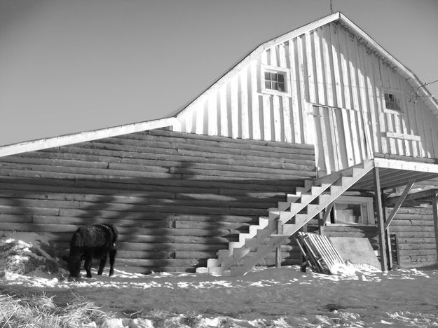 Cow by the barn. Photo by Gordie Banks.