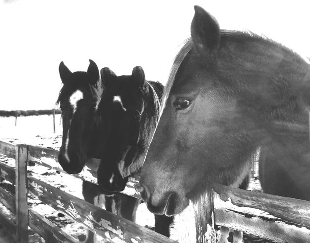 Fence talk. Photo by Gordie Banks.