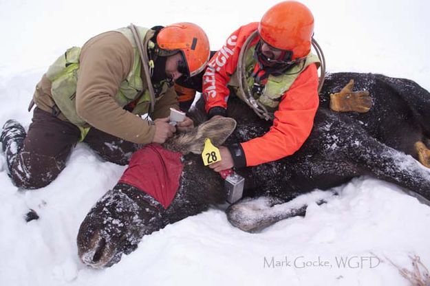 Collaring. Photo by Mark Gocke, Wyoming Game & Fish.