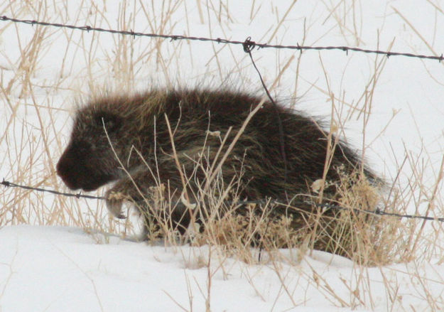 Through the fence. Photo by Dawn Ballou, Pinedale Online.