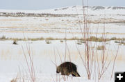 Ambling away. Photo by Dawn Ballou, Pinedale Online.