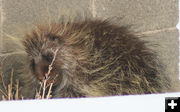 Nibbling. Photo by Dawn Ballou, Pinedale Online.