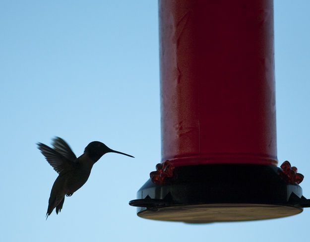 Hummingbird. Photo by Dave Bell.