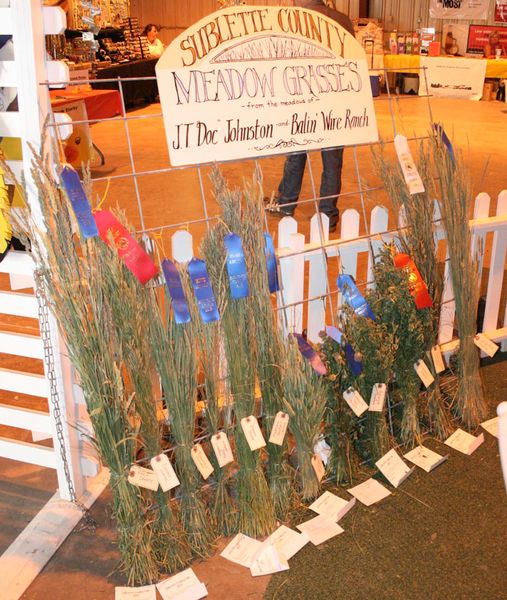 Meadow Grasses. Photo by Dawn Ballou, Pinedale Online.