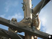 Owl Family. Photo by Amy Sletten.