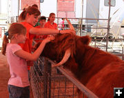 Petting Zoo. Photo by Dawn Ballou, Pinedale Online.