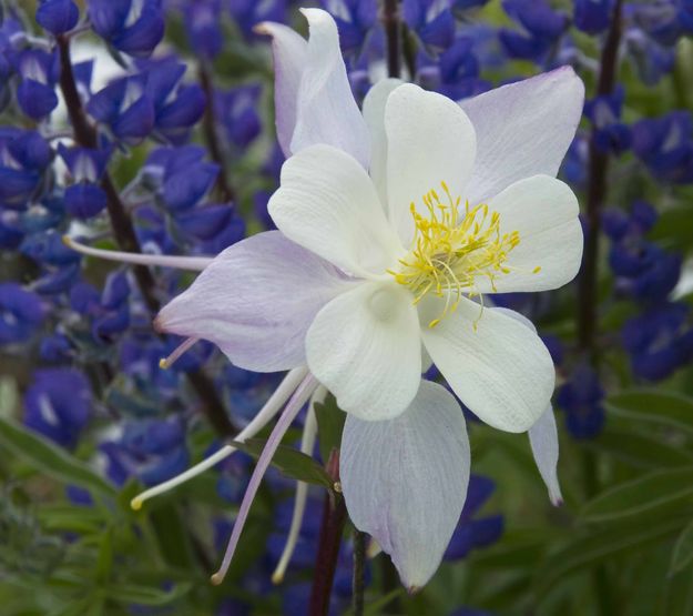 Columbine & Lupine. Photo by Dave Bell.