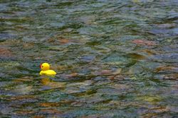 Here a duck. Photo by Kaitlyn McAvoy, Pinedale Roundup.