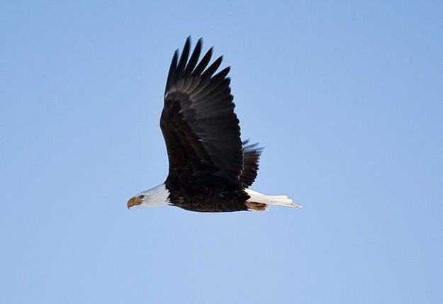 Bald Eagle. Photo by Dave Bell.