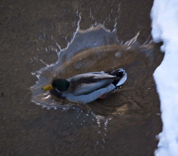 Splash!. Photo by Dave Bell.