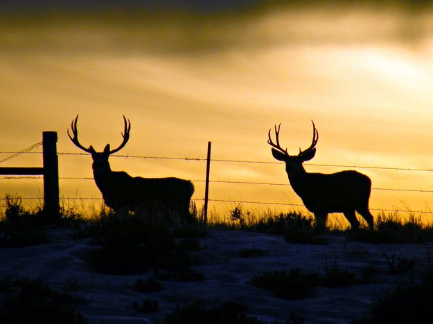 Sunset silhouette. Photo by Mike Lillrose.