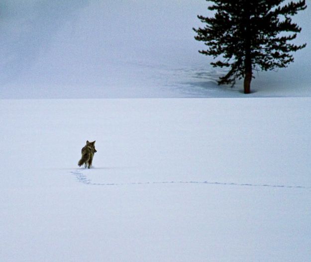 Looking for lunch. Photo by Dave Bell.