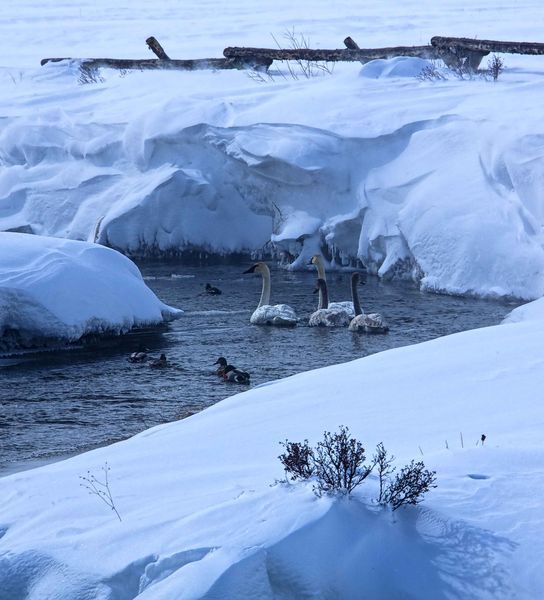 Forty Rod Trumpeter Swans. Photo by Dave Bell.