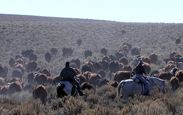 Sommers/Price Cattle Drive. Photo by Dawn Ballou, Pinedale Online.