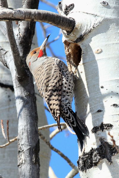 Flicker. Photo by Fred Pflughoft.