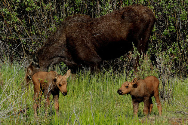 Mom and the twins. Photo by Fred Pflughoft.