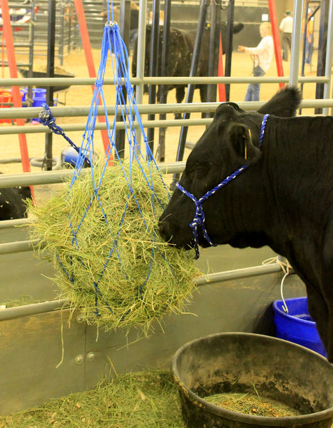 Feed net. Photo by Dawn Ballou, Pinedale Online.