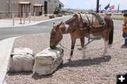 Eating the cargo. Photo by Dawn Ballou, Pinedale Online.