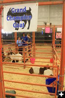 Grand Champion Goat. Photo by Dawn Ballou, Pinedale Online.