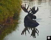 Antler reflection. Photo by Dave Bell.