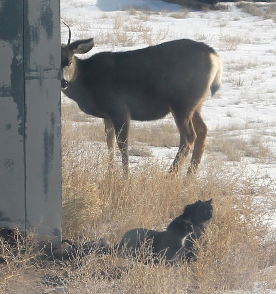 Care free. Photo by Dawn Ballou, Pinedale Online.