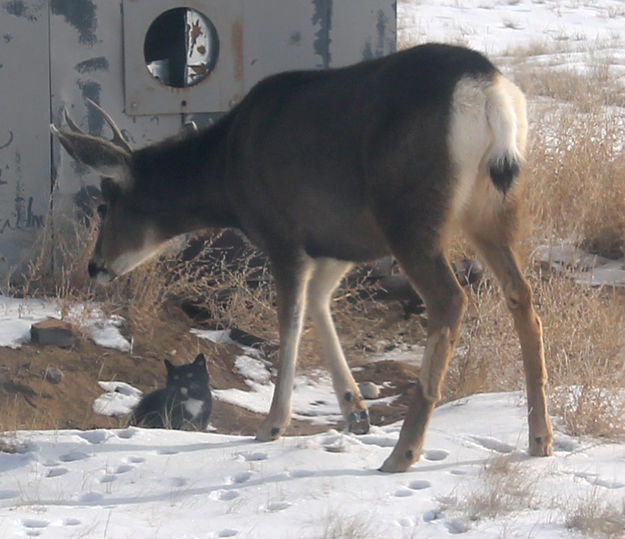 Close together. Photo by Dawn Ballou, Pinedale Online.