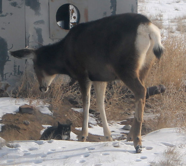 Looking at each other. Photo by Dawn Ballou, Pinedale Online.