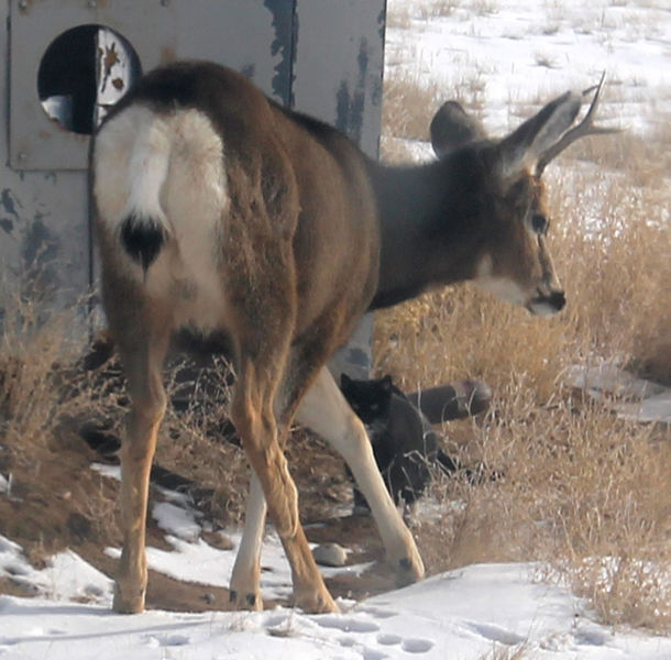 Stepping away. Photo by Dawn Ballou, Pinedale Online.