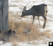 Peek-a-boo. Photo by Dawn Ballou, Pinedale Online.