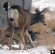 Stepping away. Photo by Dawn Ballou, Pinedale Online.