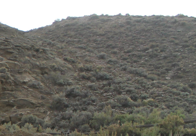 Hill Trail close-up. Photo by Dawn Ballou, Pinedale Online.