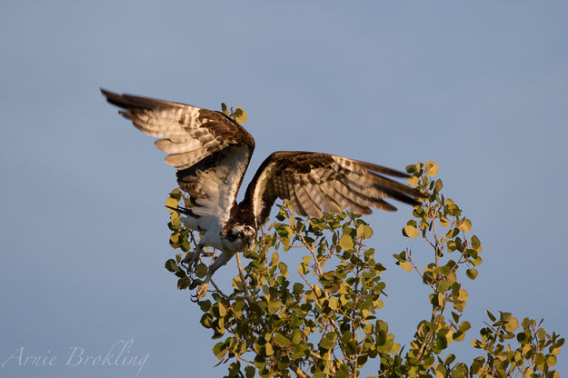 Landing. Photo by Arnold Brokling.