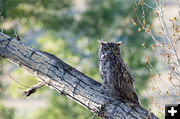 Great Horned Owl. Photo by Arnold Brokling.