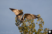 Landing. Photo by Arnold Brokling.