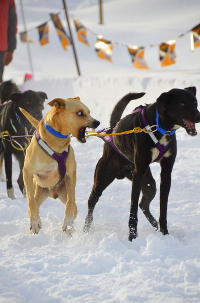 Excited dogs. Photo by Terry Allen.